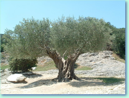 Olivenbäme